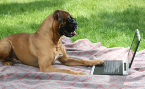 dog reading