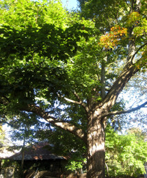 081007 0021 back tree ED